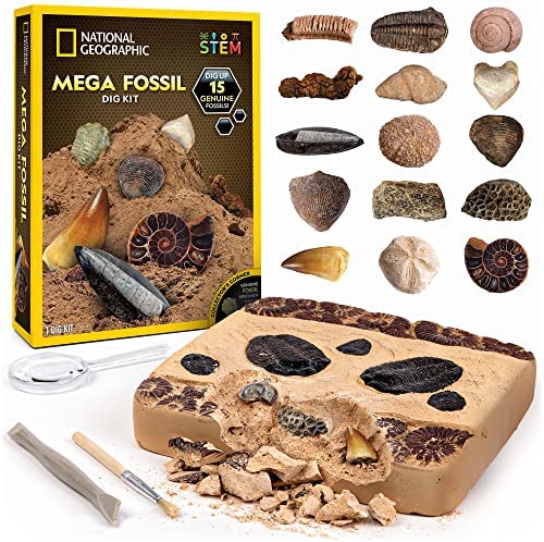 NATIONAL GEOGRAPHIC Kit de Paleontólogo con Excavaciones Fósiles – 15 Fósiles Auténticos – Juego de Arqueología para Niños – Juguete Stem